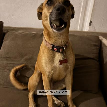 Photo 1/1 T&eacute;a Chien lost in Saint leu