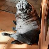 Picture of dog lost at Brelidy