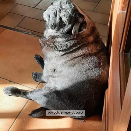 Photo 1/2 Helsy Chien lost in Brelidy