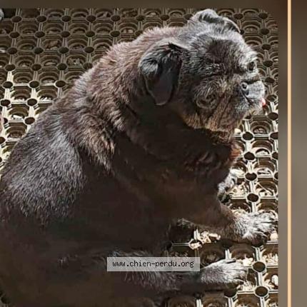 Photo 2/2 Helsy Chien lost in Brelidy