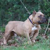 Picture of dog lost at Pearl River