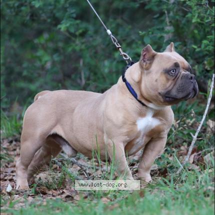 Photo 1/1 Phoenix Chien lost in Pearl river