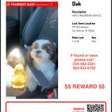 Picture of dog lost at San Antonio