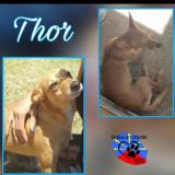 Picture of dog lost at Saint Denis