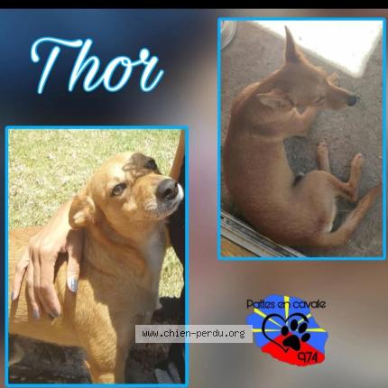 Photo 1/1 Thor Chien lost in Saint denis