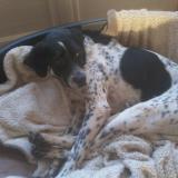 Picture of dog lost at Grignols