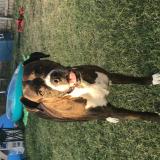 Picture of dog lost at Midlothian