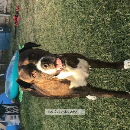 Photo 1/1 Beast Chien lost in Midlothian