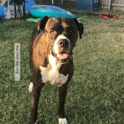 Photo 1/1 Beast Dog lost in Midlothian