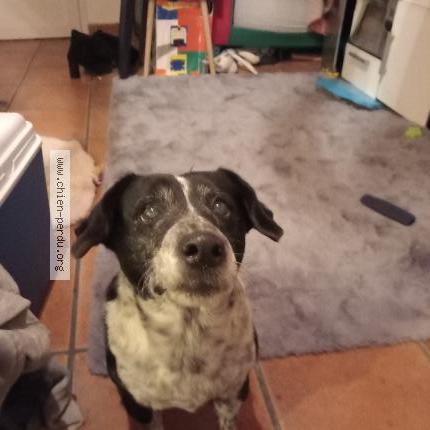 Photo 1/1 Found dog Found in Neuil le virouil