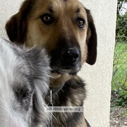 Photo 1/1 Junior Chien lost in Montans