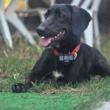 Picture of dog lost at Saint Loubes