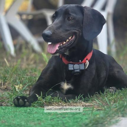 Photo 1/1 Etho Chien lost in Saint loubes