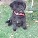 Picture of dog lost at Pompignan