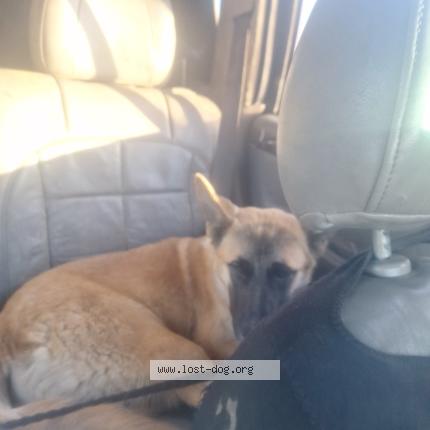 Photo 1/1 Found dog Found in Llano