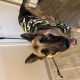 Picture of dog lost at Spokane