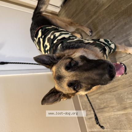 Photo 1/1 MAX Chien lost in Spokane