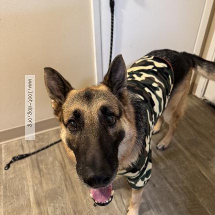 Photo 1/1 MAX Dog lost in Spokane