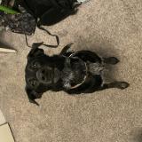 Picture of dog lost at West Allis