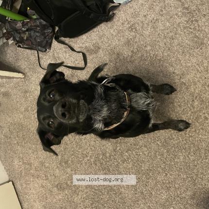 Photo 1/1 Bolt Chien lost in West allis