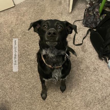 Photo 1/1 Bolt Dog lost in West Allis