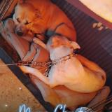 Picture of dog lost at Houston