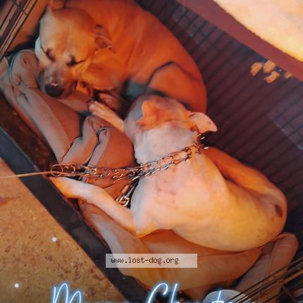 Photo 1/1 Ace Chien lost in Houston