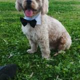 Picture of dog lost at Santa Cruz De La Sierra