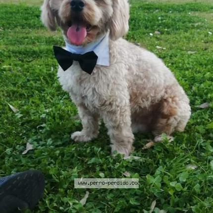 Photo 1/1 Yeik Chien lost in Santa cruz de la sierra