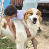 Picture of dog lost at Montbazin