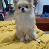 Picture of dog lost at Alfortville