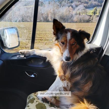 Photo 1/1 Tuc Chien lost in Saint cyr sur mer