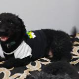 Picture of dog lost at Orlando