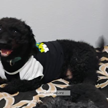 Photo 1/1 Boy Chien lost in Orlando