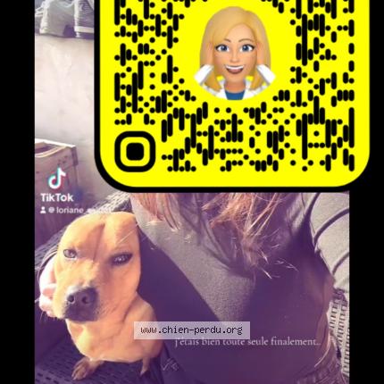 Photo 1/1 Oxo Chien lost in Guitres