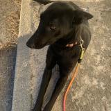 Picture of dog found at Port Saint Louis Du Rhone