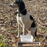 Picture of dog found at Valensole