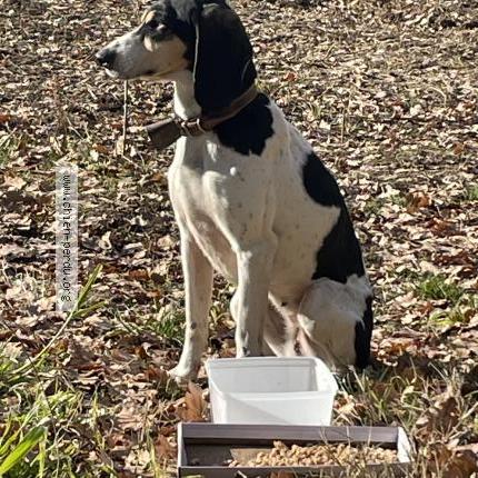 Photo 1/1 Found dog Found in Valensole