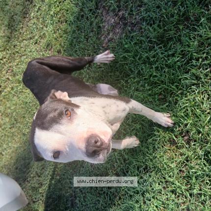 Photo 1/1 Found dog Found in Capesterre belle eau