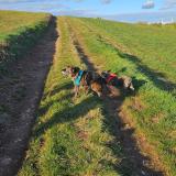 Picture of dog lost at Courris