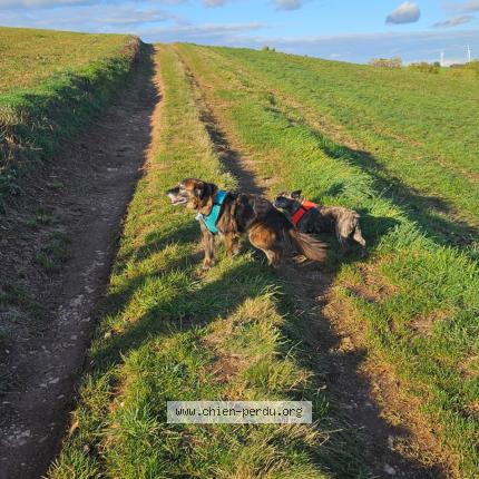 Photo 1/1 EASY Chien lost in Courris