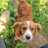 Picture of dog lost at Don Justo Carretera Al Salvado