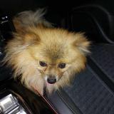 Picture of dog found at Houdain