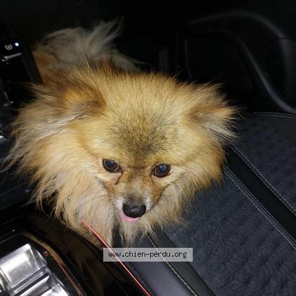 Photo 1/1 Found dog Found in Houdain