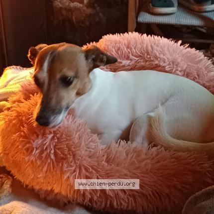 Foto 1/2 Hond teruggevonden Vermist in Havre