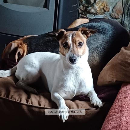 Foto 2/2 Hond teruggevonden Vermist in Havre