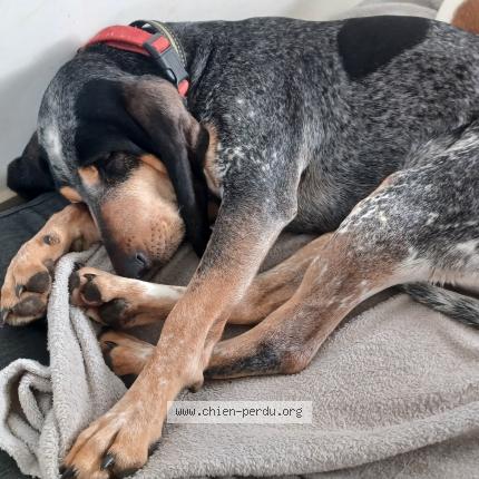 Foto 1/1 Hond teruggevonden Vermist in Stavelot