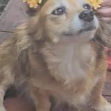 Picture of dog lost at Guayama