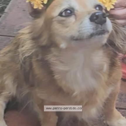 Photo 1/1 Shala Chien lost in Guayama