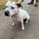 Picture of dog lost at Bakersfield